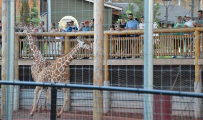 People watch and feed giraffes at Brews at the Zoo