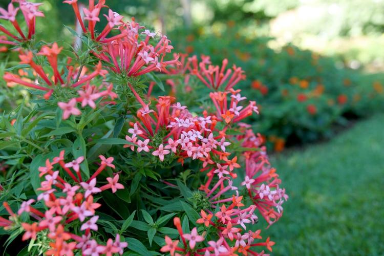 The fiery red orange tubular flowers of Estrellita Little Star bouvardia age to hot coral pink.